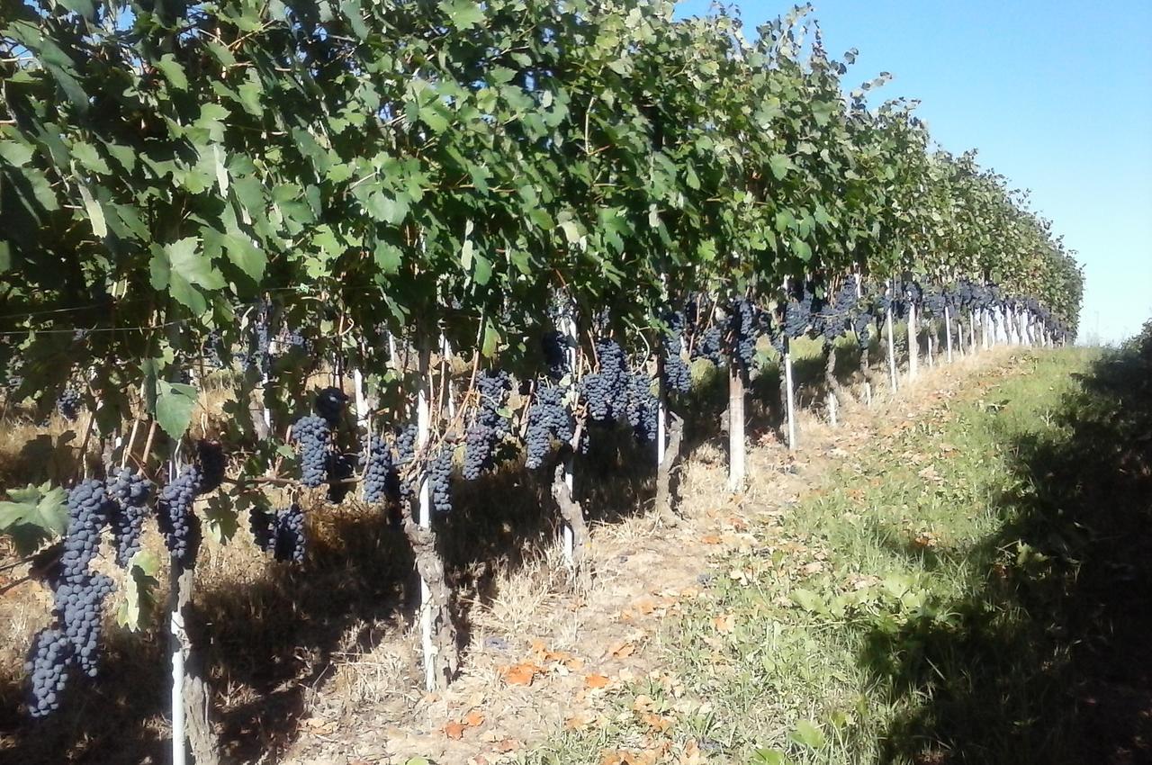 Diano dʼAlba Tenuta Calabiana מראה חיצוני תמונה